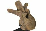 8.8" Hadrosaur (Edmontosaur) Dorsal Vertebra - Montana - #129424-2
